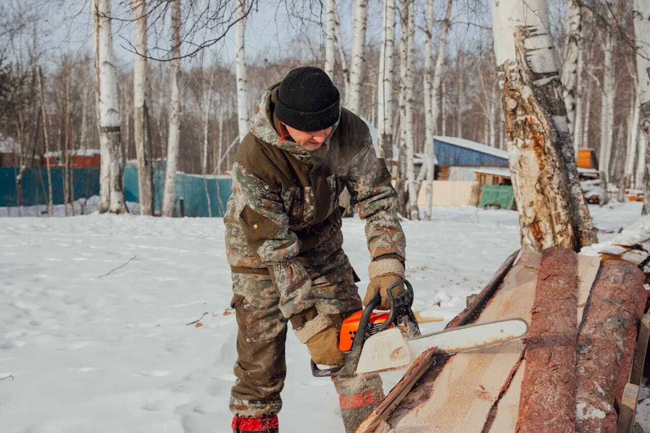 The Steps Involved in Our Tree Care Process in Minot Af, ND